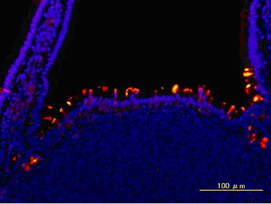 マウスパイエル板の免疫染色図：青が細胞の核を、赤がM細胞マーカーであるUEA-1というレクチンで染色したもの。M細胞はパイエル