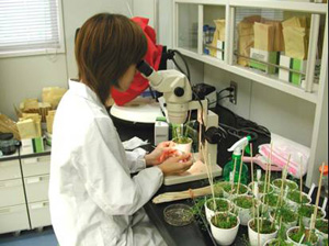 植物実験室内の様子