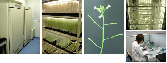 植物育成室・植物実験の様子